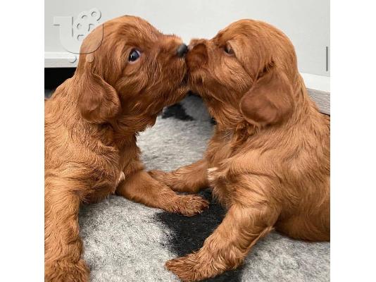 PoulaTo: Κουτάβια σαμπάνιας Cavapoo